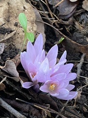 Colchicum hierosolymitanum