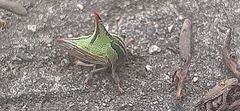Umbonia