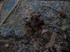 Grammostola rosea