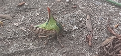 Umbonia