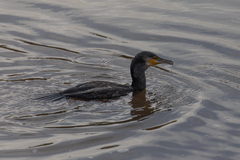 Phalacrocorax carbo