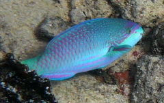 Scarus globiceps