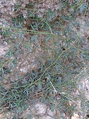 Fagonia cretica