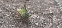 Umbonia