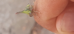 Umbonia