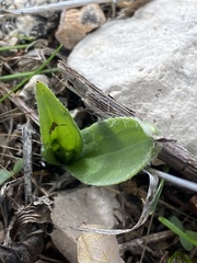 Plantago lagopus