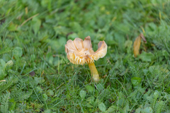 Hygrocybe