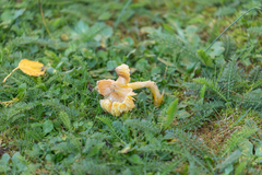 Hygrocybe