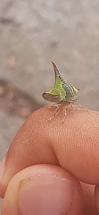Umbonia