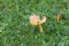 Hygrocybe