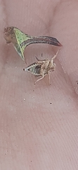 Umbonia