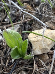 Plantago lagopus