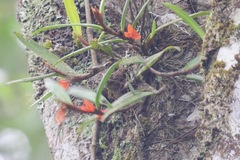 Ceratostylis retisquama