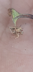 Umbonia