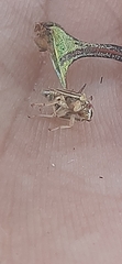 Umbonia
