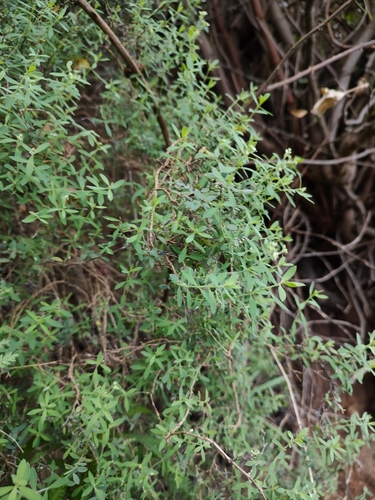Paronychia canariensis image