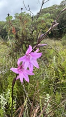 Watsonia borbonica