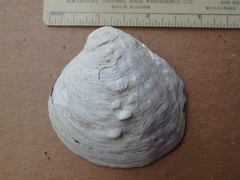 Cyclonaias tuberculata
