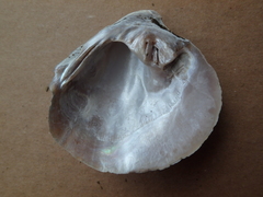 Cyclonaias tuberculata