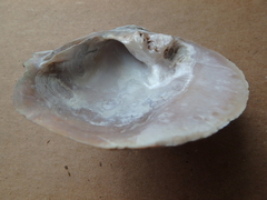 Cyclonaias tuberculata