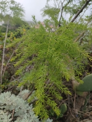 Asparagus scoparius image