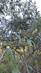 Buddleja parviflora