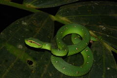 Tropidolaemus wagleri