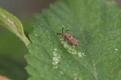 Teleonemia scrupulosa