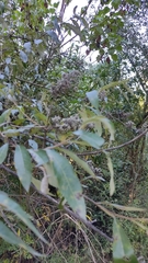 Buddleja parviflora