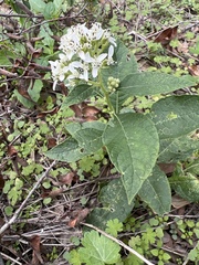 Verbesina virginica