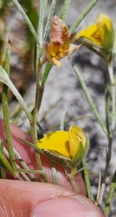 Argyrolobium filiforme