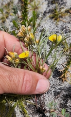 Argyrolobium filiforme