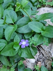 Vinca