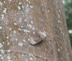 Hamadryas glauconome