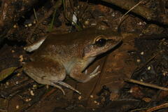 Limnonectes blythii