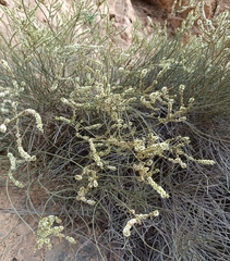 Salsola genistoides