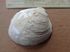 Cyclonaias tuberculata