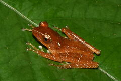 Nyctixalus pictus