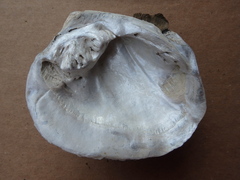 Cyclonaias tuberculata