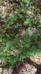 Taxus canadensis