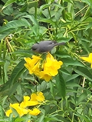 Zosterops borbonicus