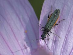 Oedemera