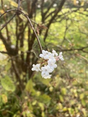 Viburnum tinus