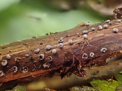 Didymium squamulosum