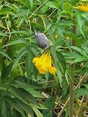 Zosterops borbonicus