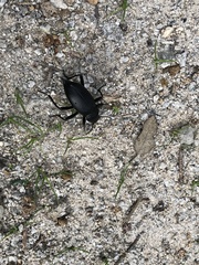 Blaps lusitanica