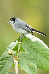 Polioptila bilineata