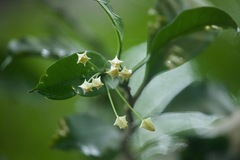 Hoya multiflora