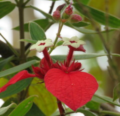 Mussaenda erythrophylla