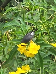 Zosterops borbonicus